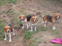 Les reproducteurs Beagle